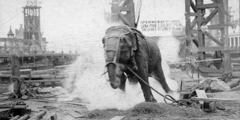 Edison’un Önerisiyle 6600 Volt Elektrik Verilerek İdam Edilen Fil Topsy