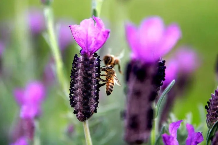 bee