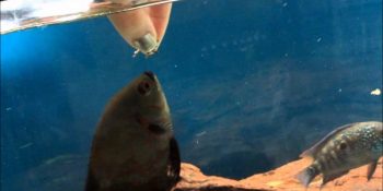 Bir Akvaryum Köpeği Gibi Davranan Astronot Balığı Hakkında 8 Sevimli Bilgi