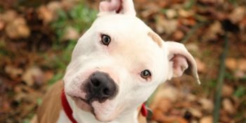 Halk Arasında Korkutucu Bir Üne Sahip Pitbull’lara Dair Gayet Masum 11 Şey