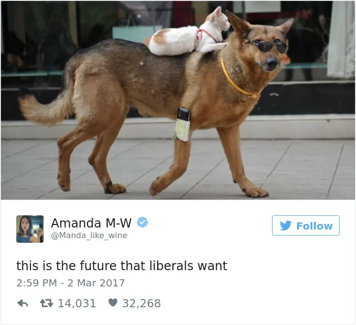 dogs