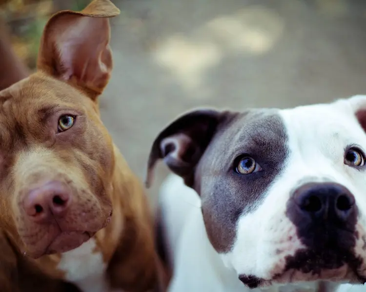 funny pits