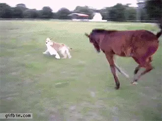 horse-chasing-dog