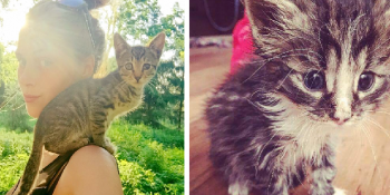 2 Yılda 350’den Fazla Kedinin Hayatını Kurtaran Pisi Yürekli Kadın Zanda Indriksone