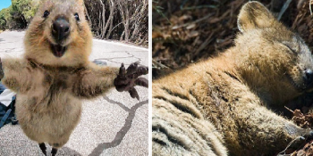 Quokka’ların Dünya’nın En Mutlu Hayvanları Olduğunun Kanıtı 19 Tatlış Ötesi Görsel