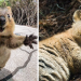 Quokka’ların Dünya’nın En Mutlu Hayvanları Olduğunun Kanıtı 19 Tatlış Ötesi Görsel