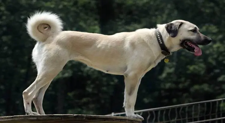 kangal