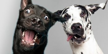 Köpeklerin En Sevimli Hallerinde Yakalandığı 27 Öpülesi Fotoğraf