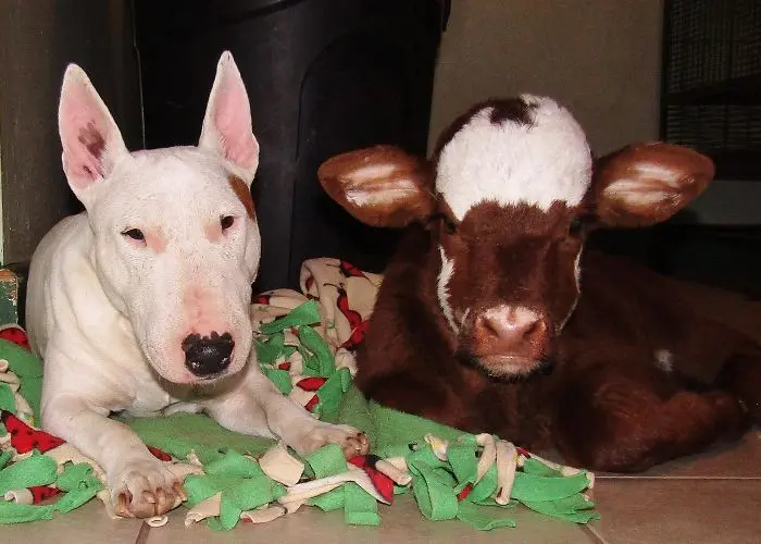 miniature-rescue-cow-dogs-moonpie-1-58d3d3aeeabaa__700