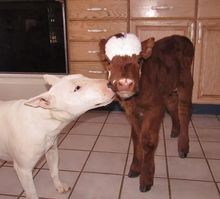 miniature-rescue-cow-dogs-moonpie-5-58d3d3bb7d11b__700