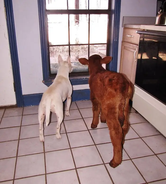 miniature-rescue-cow-dogs-moonpie-8-58d3d3c692f46__700