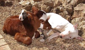miniature-rescue-cow-dogs-moonpie-9-58d3d3ca1776a__700