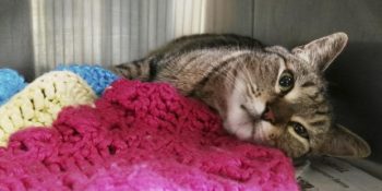 Amerika’da Kaybolup Dört Yıl Sonra Kanada’da Ortaya Çıkan Gizemli Kedi BooBoo