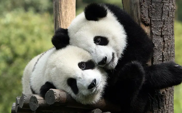 panda