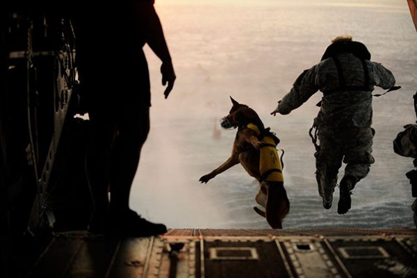 service-dogs-loyalty-military-police-101-58b4170c2a1fb__605