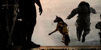 Köpeklerin Sizinle Ölüme Bile Gidecek Kadar Sadık Olduklarını Kanıtlayan 22 Anlamlı Görsel