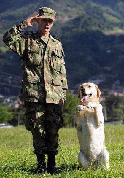 service-dogs-loyalty-military-police-188-58b5439a6fc55__605