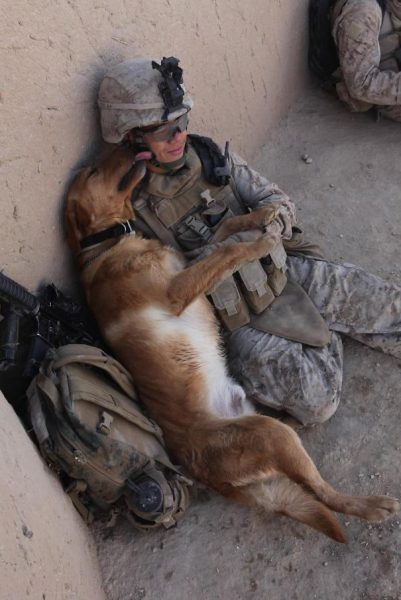 service-dogs-loyalty-military-police-19-58b03a181ff98__605