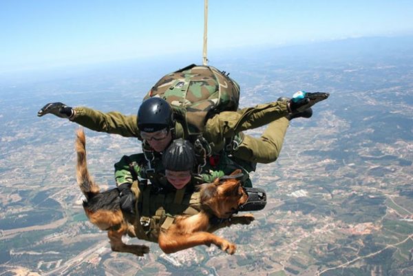 service-dogs-loyalty-military-police-2-58b039f153ffc__605