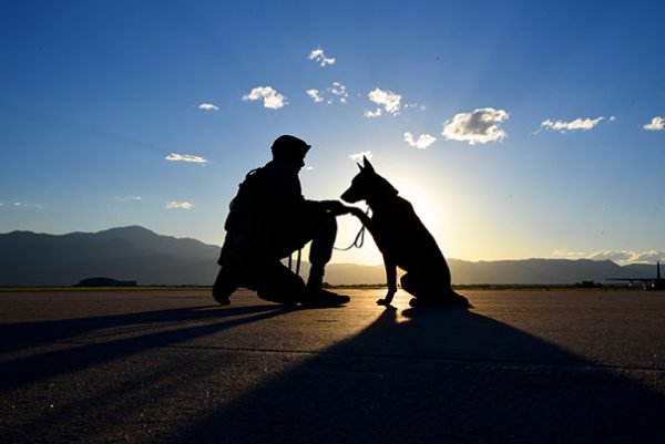 service-dogs-loyalty-military-police-57-58b427e354d65__605