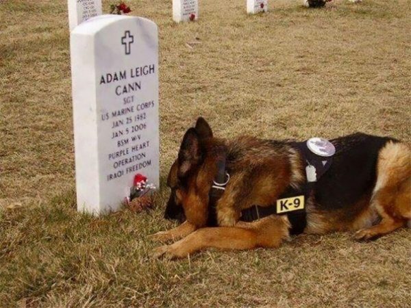 service-dogs-loyalty-military-police-61-58b5444322dcb__605