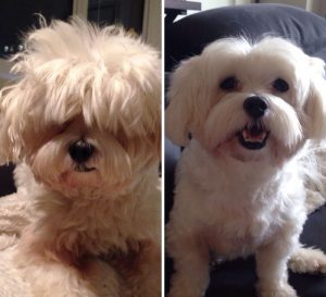share-pictures-of-your-dogs-before-and-after-their-haircuts-3-58d27f286a2c2__700