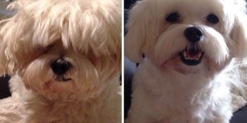Tıraş Olmuş Köpeklerin Öncesi ve Sonrasıyla 11 Sevimli Hali