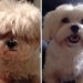 Tıraş Olmuş Köpeklerin Öncesi ve Sonrasıyla 11 Sevimli Hali