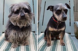 share-pictures-of-your-dogs-before-and-after-their-haircuts-4-58d27fa2068fb__700