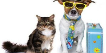 18 Adımda Evcil Hayvanlarınızın Pasaportunu Çıkartma İşlemleri