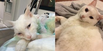 Kürekle Cani Şekilde Öldüresiye Dövülen Muro Kedi İçin Adalet Aranıyor