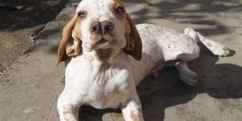 Farklı Özelliklere Sahip, Hepsi Birbirinden Değerli 7 Türk Köpek Irkı