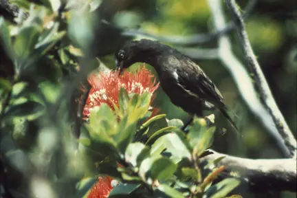 Kauai O'o (Moho braccatus) or 'O'o'a'a in Alakai Swamp, Kauai, Hawaii. Believed to be extinct.
