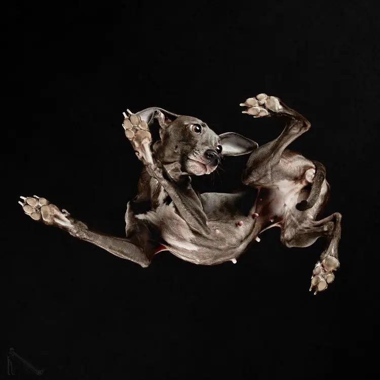 11-Under-dogs-1-NAME-ROMIA-CARINA-IS-NOVELES-BREED-Piccolo-Levriero-Italiano-58ec83c48d8dd__880
