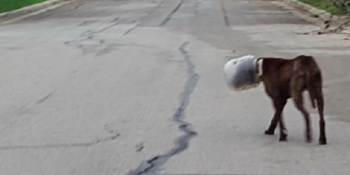 Kafasını Sıkıştırdığı Plastik Kapla Yaşamaya Çalışan Köpeğin Kurtuluş Hikayesi