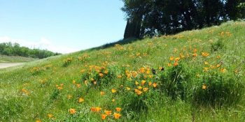 Saklambaçta Ustalaşmış Köpeğin Bulmakta Baya Zorlanacağınız 12 Tatlı Fotoğrafı