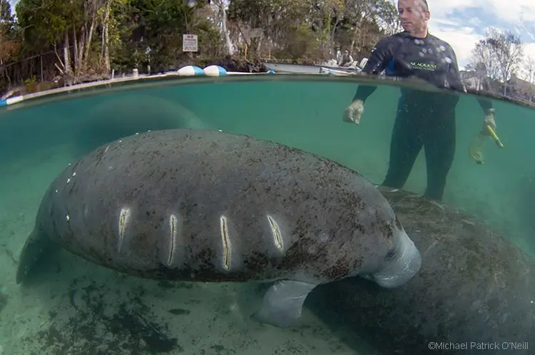 1937199_1713348832233767_2891523033474824345_n