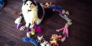 Kedi Severler Arasında Yükselen Yeni Akım: Çemberdeki Kedi Deneyi