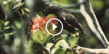 Artık İsteseniz de Duyamayacağınız Nesli Tükenen Son Kauai Kuşunun Hüzünlü Sesi