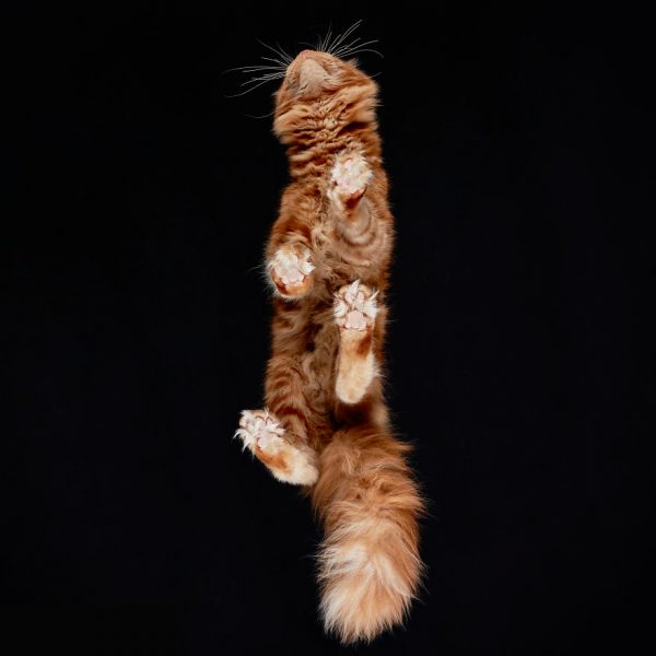 25-photos-of-cats-taken-from-underneath-19__880