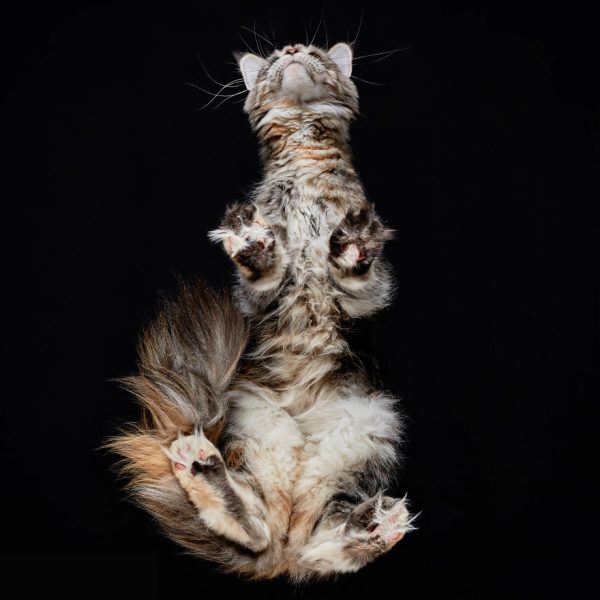 25-photos-of-cats-taken-from-underneath-6__880