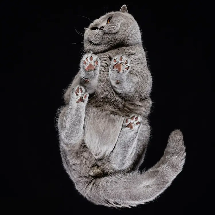 25-photos-of-cats-taken-from-underneath-7__880