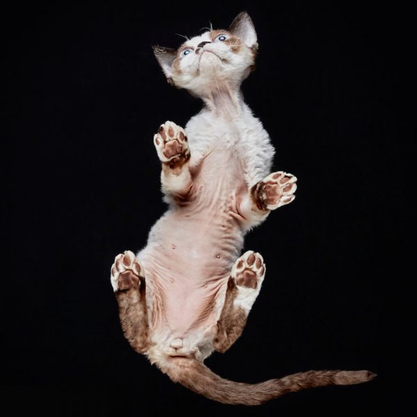 25-photos-of-cats-taken-from-underneath-8__880