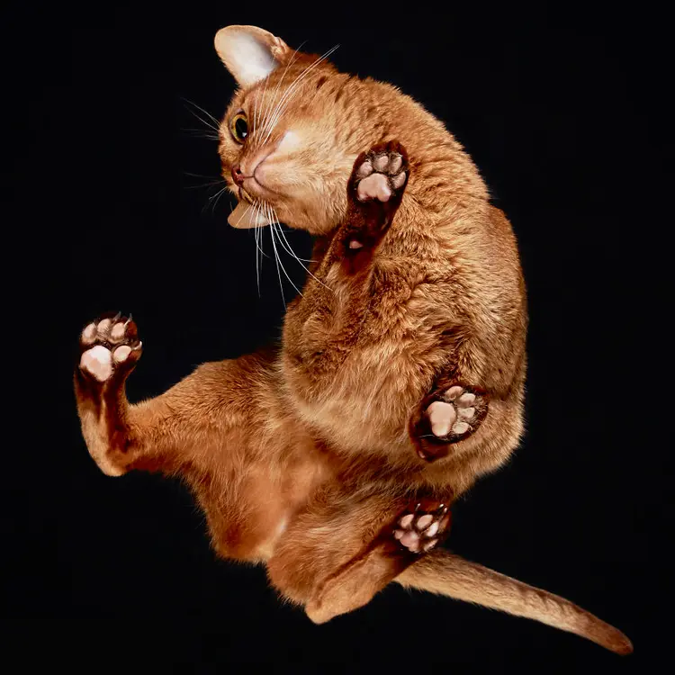25-photos-of-cats-taken-from-underneath-9__880