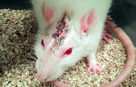 3513.Viv_5F00_rat_5F00_465
