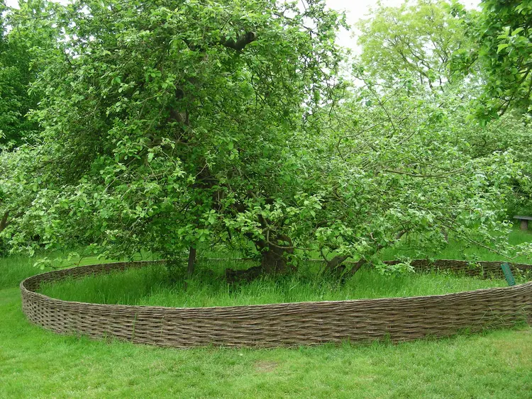 6-newtons-apple-tree