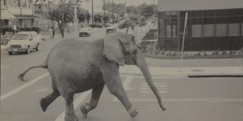 Sirkten Kaçmaya Çalışan Fil Tyke’nin Yürekleri Sızlatan Hikayesi