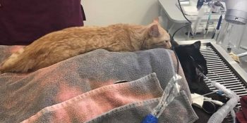 Tedavi Öncesi Korkmuş Hayvanları Sakinleştiren Hemşire Kedinin Şaşırtan Hikayesi