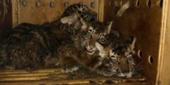 3 Yavru Kaplanın Kalpsiz İnsanlar Yüzünden Yaşadığı Yürek Burkan Yolculuk