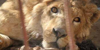 Musul’daki Savaşın Pençesinden Kurtarılan Canlar: Aslan Simba ve Ayı Lula